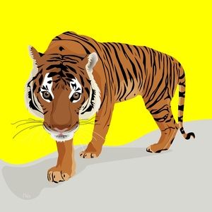 The king of the jungle - The Tiger